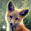 blog logo of My Fox, My Boys