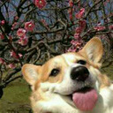 blog logo of CORGI POWAAAAAAH!!!!