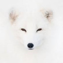 Polar fox