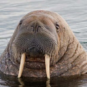 High End Walrus Fashion