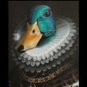 Fancy Duck 