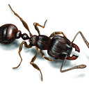 The Indignant Ant