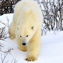 Photo by polar bear