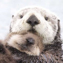 Sea_Otter