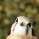 littlekestrel