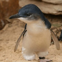 Pengu-Baby