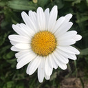 dainty daisy