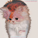 blog logo of The Kitten Covers