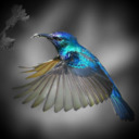 blog logo of Colibri