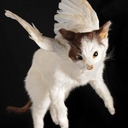 blog logo of Flying Cat