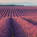 lavenderlibya