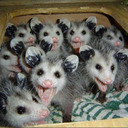 blog logo of Rate a Possum