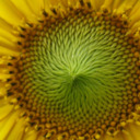 blog logo of Bohemian Sunflower