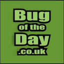 Bug of the day.co.uk