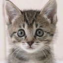 blog logo of kittenskittenskittens