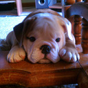 blog logo of Clover the Bulldog