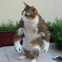 muscularcat