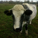 cows&cats..cattle....farm....cow pictures..ireland