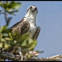 blog logo of Nature Photography