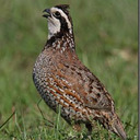 Gentleman Bobwhite