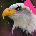 im-a-mother-fucking-bald-eagle