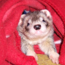 blog logo of Cannonball the Ferret