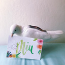 blog logo of Pigeon Miu