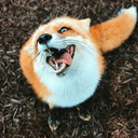 Pagan Fox