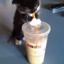 Coffee kitty