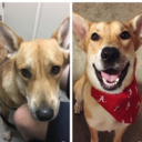 Before and After Adoption Pics