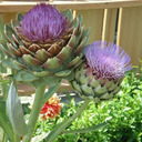 blog logo of Elderberries&Artichokes