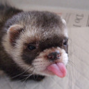 Pervert Ferret