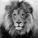 blog logo of Blacklionphoto