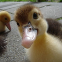 blog logo of The most beautiful duckling