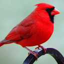 Red Bird